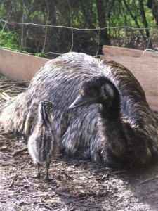 Emu