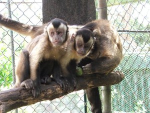 Capuchins
