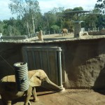 Mila can hear, smell & talk to the other elephants