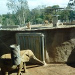 Mila in quarantine. Other elephants over the wall